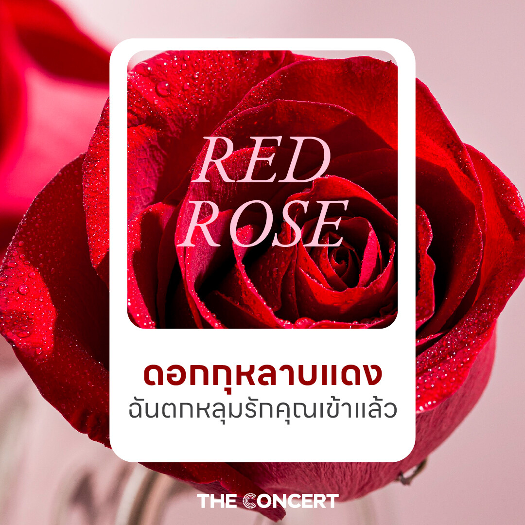 7 ดอกไม้บานสะพรั่ง พร้อมบอกรักคนที่ใช่ผ่านความหมายดีต่อใจ